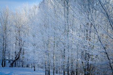 Trees in the snow on a frosty morning.
