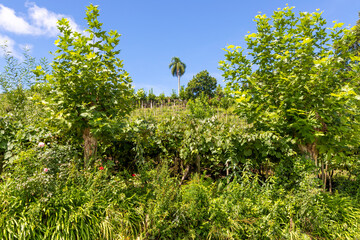 Flowers and trees around vineyards