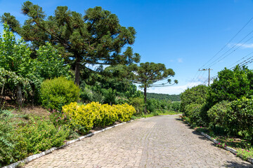 Obraz premium Road with trees and vegetation around