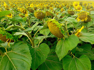 Yellow Field of Ripe Sunflowers