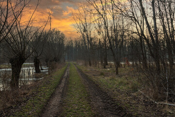 Field footpath between trees through the forest. On the left side is a willow floodplain grove. In the background is a pond. Dramatic sky between trees at sunset.