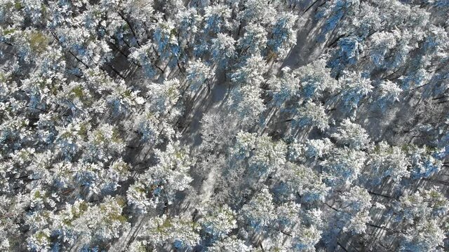 Beautiful winter forest. The trees are covered with snow and frost. View from the verdu over the forest. Flight between trees.