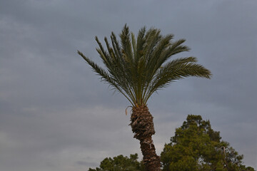 palm tree in the wind, grey sky, clouds