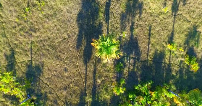 Carna&uacute;ba no sert&atilde;o