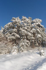 Verschneide Winterlandschaft