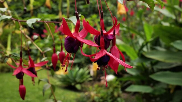 Fuchsia pink violet colorsflowers blooming close up Costa Rica