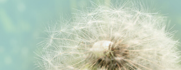 Obraz premium Floral Background. White Dandelion Flower Close Up on Light Blue Background. 