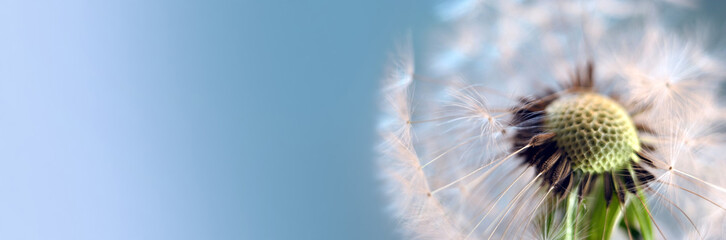 Dandelion Flower Close Up on Light Blue Background. Summer or Spring Floral Background. Soft Focus, Copy Space