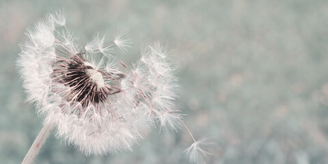 Dandelion with flying seeds on natural background 