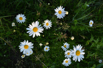 Daisies with white petals and yellow cores among green grass in summer. Top view on flowering chamomiles.
