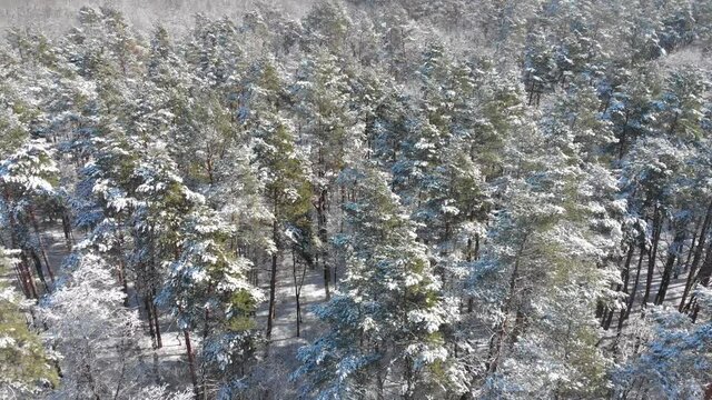 Beautiful winter forest. The trees are covered with snow and frost. View from the verdu over the forest. Flight between trees.