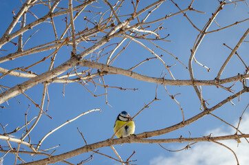 The blue tit bird sits on the branches of a tree.