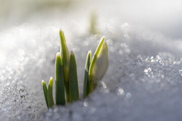 Delicate Snowdrop Galanthus nivalis with unblown buds in the snow in sunny day, soft focus, macro shot