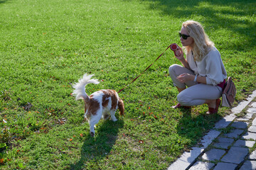 young blonde woman in light casual clothes walks with a Cavalier King Charles Spaniel dog in the historical center of the small town of Kronstadt on a sunny fine day along the cobblestones