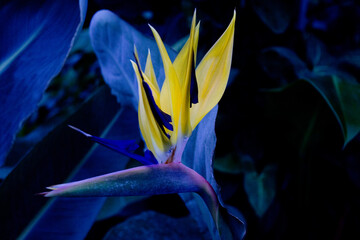 African strelitzia, tropical flower, bird of paradise in the garden.