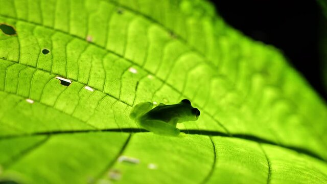 Glass frog Hyalinobatrachium ruedai green lime coloration on a leaf Costa Rica 
