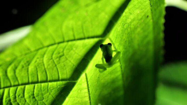 Green Frog glass frog resting on a leaf Costa Rica night time 