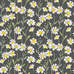 Watercolor chamomile pattern. Wildflower seamless background with white flowers. Daisy hand drawn  pattern.