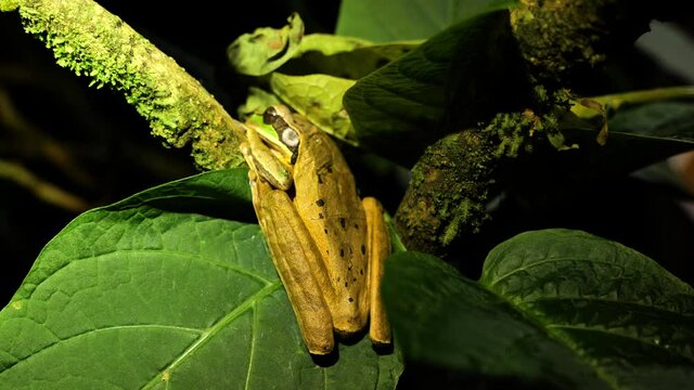Big frog in Costa Rica sleeping on a leaf night time 