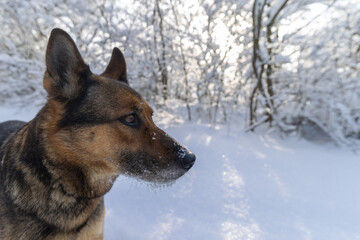 Deutscher Schäferhund im Winter