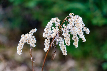 kanadische Goldrute  Bl&uuml;tenstand im Winter
