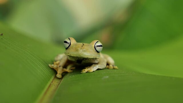 Cute green frog on a banana leaf Costa Rica close up big eyes 