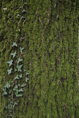 Lichen on tree bark