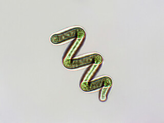 Spirulina algae under microscopic view - cyanobacteria