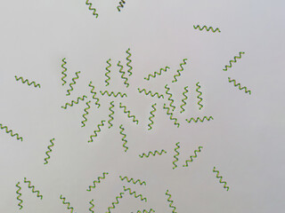 Spirulina algae under microscopic view - cyanobacteria