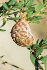 The chocolate-band snail (lat. Eobania vermiculata, or Helix vermiculata), of the family Helicidae,...