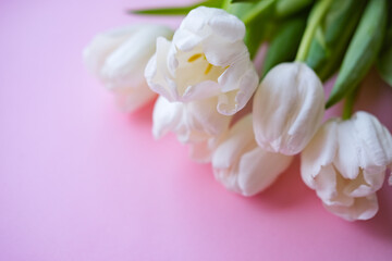 women day. Mother day .White tulips on pink background.Spring flowers.8th march.Flowery background.