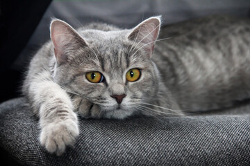 A gray cat lies on a chair. A pet.