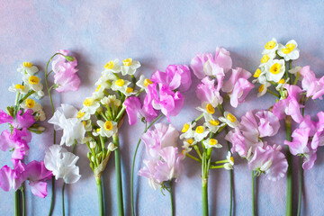 Decorative colored background with pink sweet pea flowers and daffodils. Postcard, congratulations.