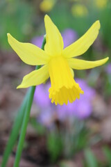 Daffodil in spring 