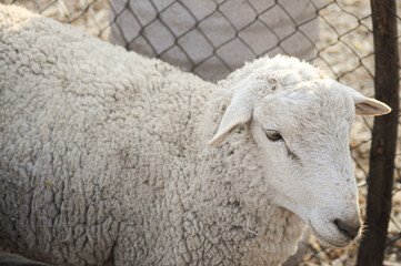 photography of sheep and cattle