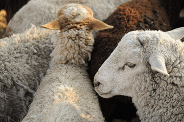 photography of sheep and cattle