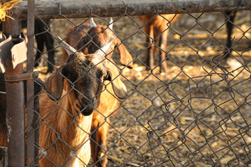 goat and cattle photography