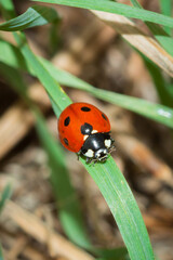The seven-spot ladybird (lat. Coccinella septempunctata), of the family Coccinellidae.