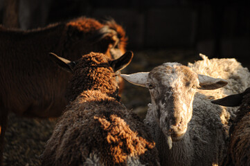 goat and cattle photography