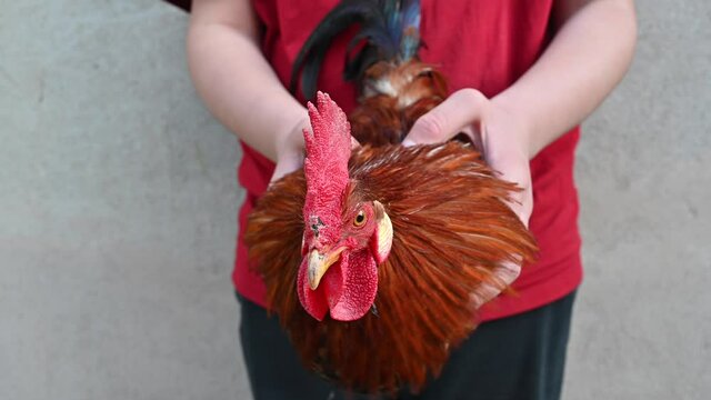 funny scene of a child holding a rooster in his hand that simulates the movement of a  gimbal
stabilizer