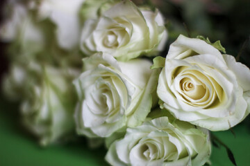 Bouquet of white roses on a green background photographed close up