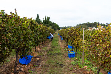 Esposende, Portugal, September 28, 2020 - View of winery estate in Minho Region. Harvesting grapes in vineyard, workers pick grapes, growing wine. Farmers at the harvest collecting grapes.