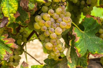 Vineyards prepared for the collection of grapes. Rows of green vineyards in the agricultural lands. White grapes in the vineyard. Minho Region is the biggest wine producing region in Portugal.