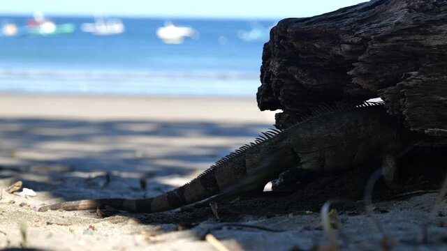 Green iguana looking for fresh air inside a dead trunk Costa Rica beach 