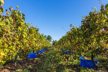 White grapes in a plastic box. Winery estate in Minho Region, the biggest wine producing region in Portugal. Harvesting grapes in vineyard, workers pick grapes, growing wine, Esposende, Braga.