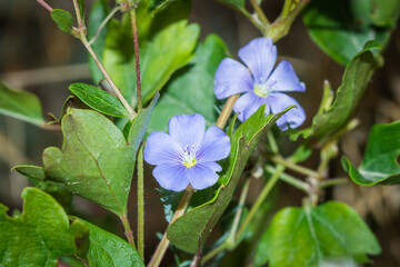 The flax sp. (lat. Linum), of the family Linaceae.