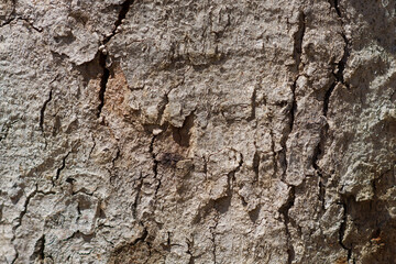 The texture of the bark of an old tree. Background for design. Close-up. View from above. Place for text