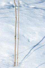 Winter minimalist with two yellow straws and shades on the snow