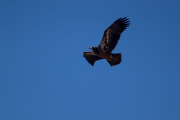 eagle in flight, juvenile,