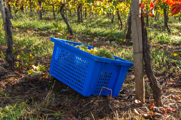 White grapes in a plastic box. Winery estate in Minho Region, the biggest wine producing region in Portugal. Harvesting grapes in vineyard, workers pick grapes, growing wine, Esposende, Braga.